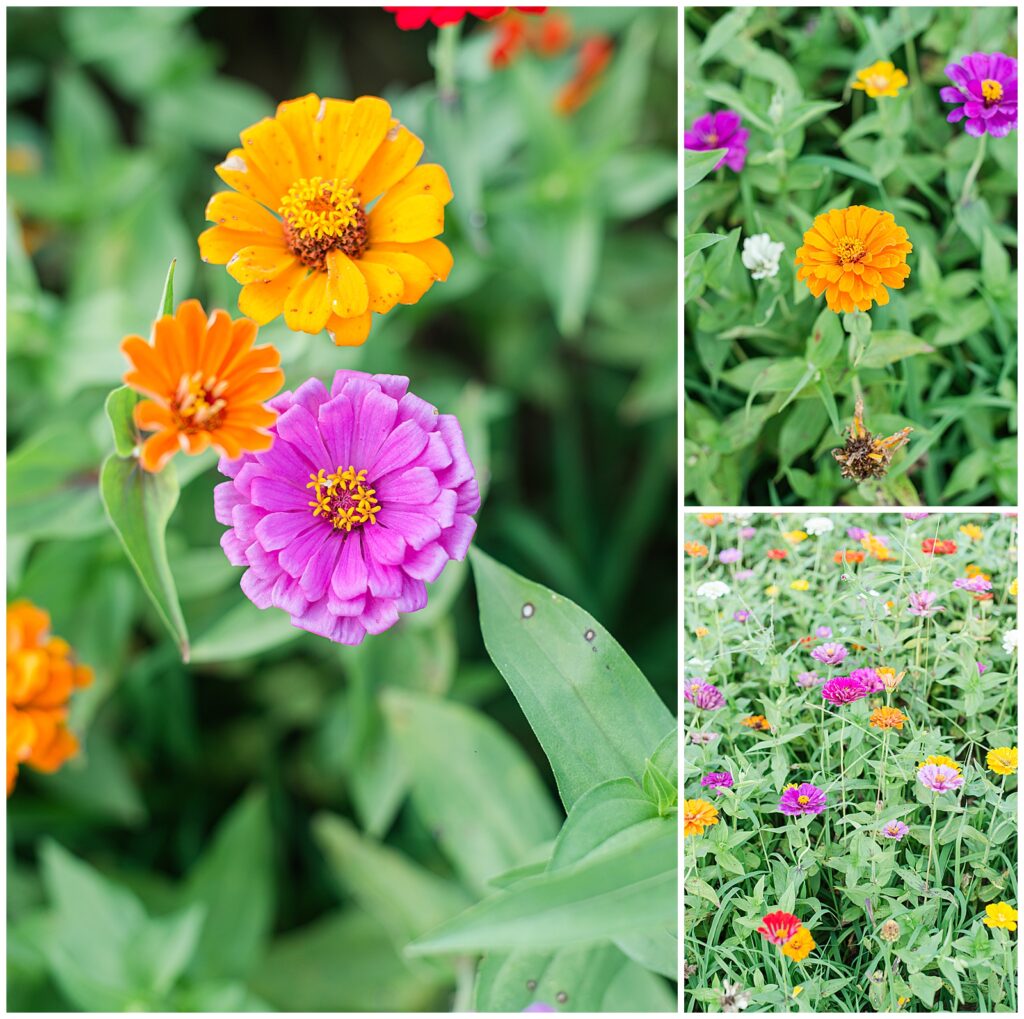 Various colored wildflowers in a garden.